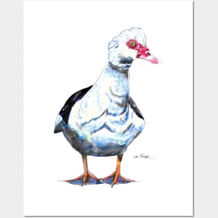 Muscovy Duck Posters and Art